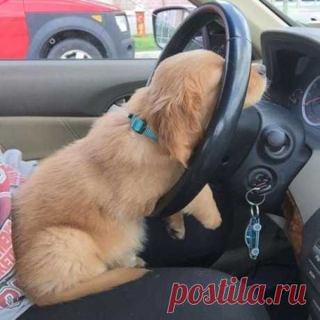 Щенки, которые сразят вас своим очарованием