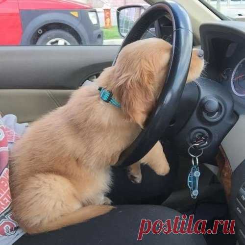 Щенки, которые сразят вас своим очарованием