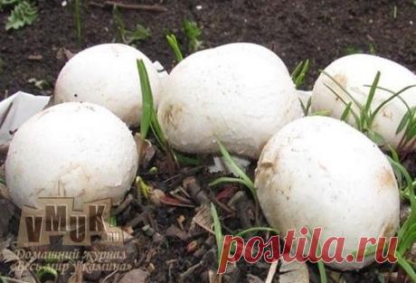 Как вырастить шампиньоны в домашних условиях. Технология выращивания грибов.