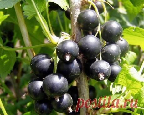 СМОРОДИНА ЧЕРНАЯ – ПОЛЬЗА БЕССПОРНАЯ

Собирать по-настоящему высокий урожай этой полезной ягоды получается далеко не у всех. Что мы делаем не так? Попробуем разобраться.

Черная смородина признана одной из самых полезных ягод в мире. Она превосходит все остальные ягодные культуры по концентрации витаминов, минералов и других полезных для здоровья веществ. Именно смородина обладает уникальной способностью связывать в кишечнике холестерин и соли тяжелых металлов, в том числе...