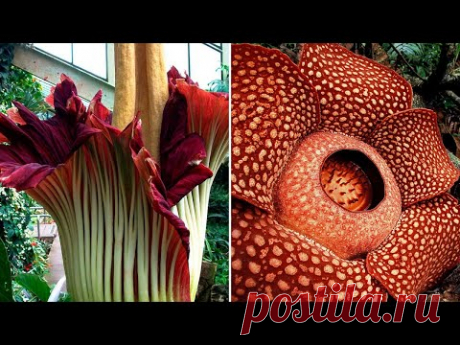 ▽ Самые необычные растения