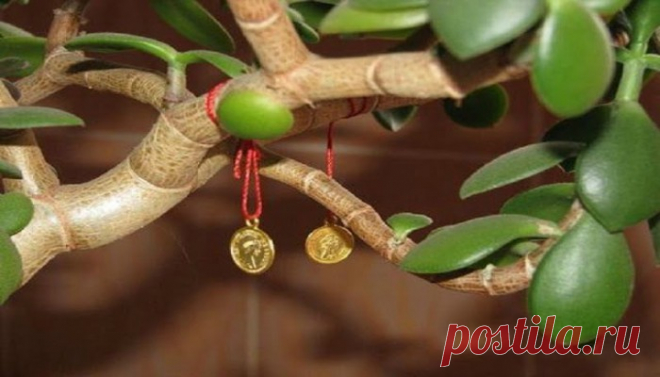 IMATE LI JE U KUĆI: Ova biljka djeluje kao magnet za bogatstvo i priziva samo pozitivnu energiju! To djeluje kao magnet za bogatstvo i poziva pozitivnu energiju. Premda se znanost i tehnologija napreduju, a mi se pomalo vraćamo iskoristiti sve one resurse koje su naše bake koristile i uspjele podići djecu.
U mom slučaju, imam sjećanje na baku koja je tvrdila da vjera pokreće planine i da je z