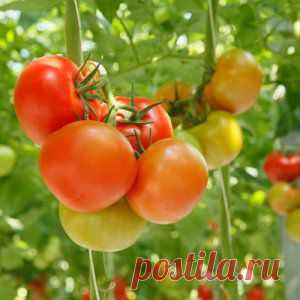 Усадьба | Огородник : Урожайные томаты: советы практика