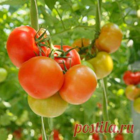 Усадьба | Огородник : Урожайные томаты: советы практика