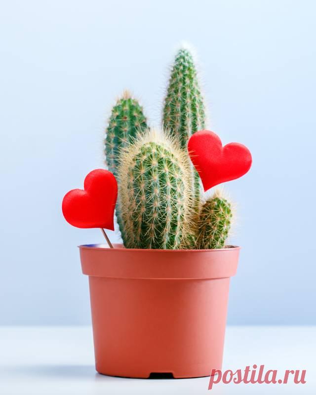 Серьёзные отношения — Гармония в тебе