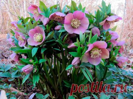 Многолетний садовый цветок Морозник (Helleborus). Травянистый корневищный многолетник 30-60 см. Стебель слабоветвистый, листья пальчато-рассеченные, зимующие, кожистые, черешковые. Цветки многочисленные, разнообразной окраски, диаметром до 8 см. Цветет в апреле - мае.

Основные виды.
М.гибридный (H.hybridus) - включает разнообразные межвидовые сорта высотой 45-70 см, с разнообразными цветками. М.кавказский (H.caucasicus) - высотой около 40 см, цветонос с 2-3 желто-зелеными цветками.