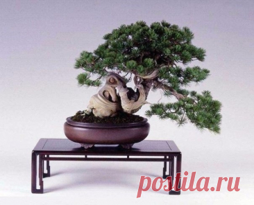 Бонсай Бонсай - искусство выращивания точной копии настоящего дерева в миниатюре