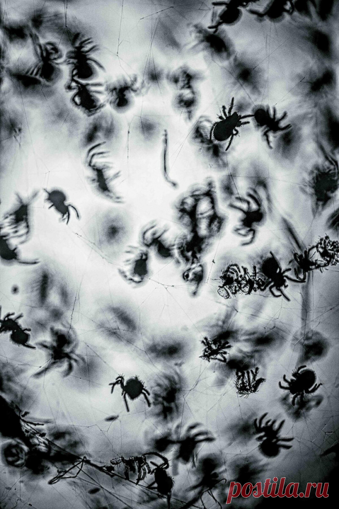 16 фото насекомых, которые понравятся даже тем, кто их сильно боится | Российское фото | Яндекс Дзен