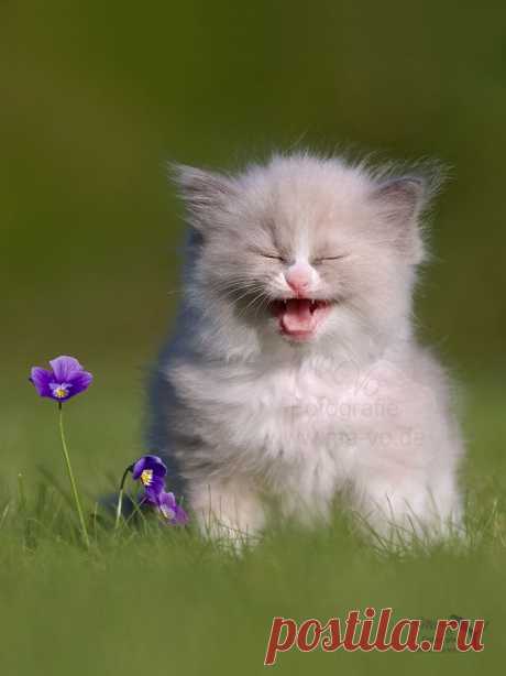 Snowball in Summer by Marion Vollborn / 500px