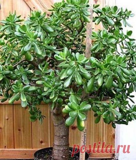 ШИКАРНАЯ крона денежного дерева!