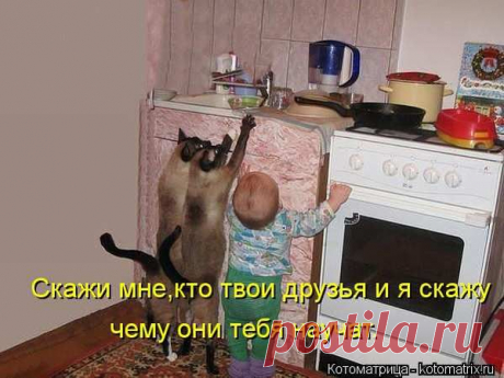 Нет проблем (котоматрица) | Обхохочешься