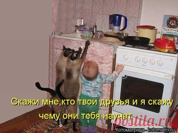 Нет проблем (котоматрица) | Обхохочешься