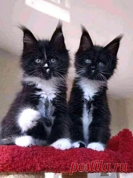 (3) Facebook