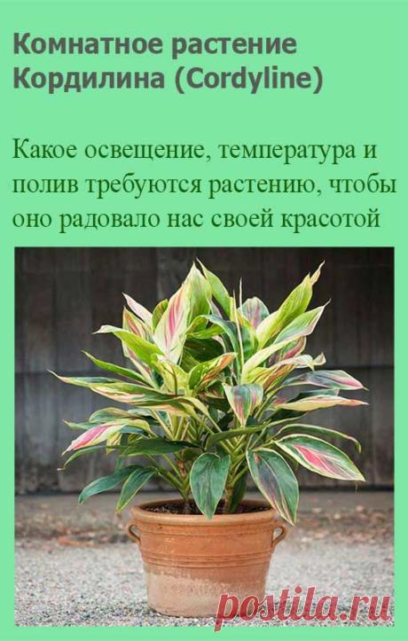 Комнатное растение Кордилина (лат. Cordyline). Свое название растение получило от греческого слова kordylle - "узел", "желвак", напоминающего о мясистых вздутых корнях, характерных для многих растений этой группы. В домашних условиях это дерево с тонким стволом высотой до 1,5 м, на котором видны следы от опавших листьев.