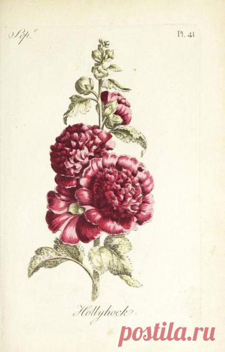 The florist : containing sixty plates of the most beautiful flowers regularly dispos'd in their succession of blowing : to which is added an accurate description of their colours, with instructions for drawing & painting them according to nature : being a new work intended for the use & amusement of gentlemen and ladies delighting in that art : Free Download, Borrow, and Streaming : Internet Archive