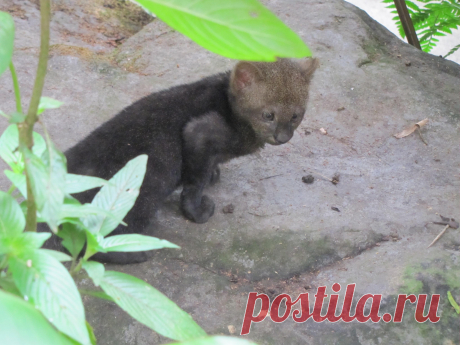 Музей исцеляющих кошек-Фото №8