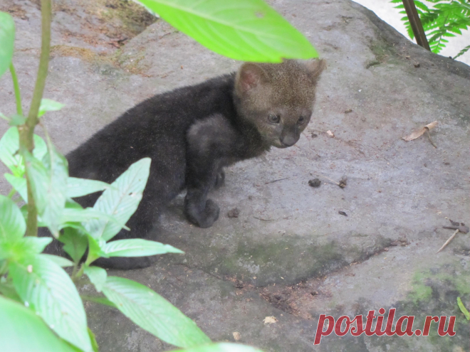 Музей исцеляющих кошек-Фото №8