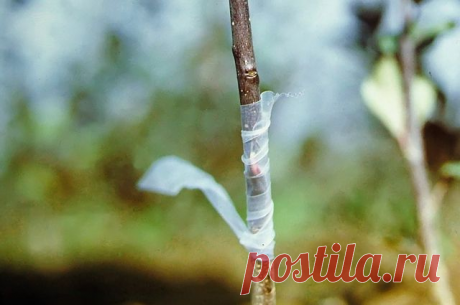 Летняя прививка плодовых. Как правильно делать окулировку