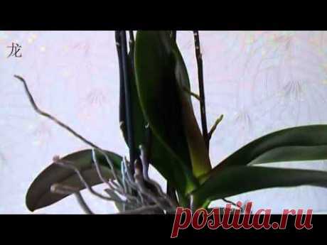 Уход за орхидей: Phalaenopsis отцвел, что делать? часть 2