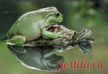 16 позитивных фотографий лягушек