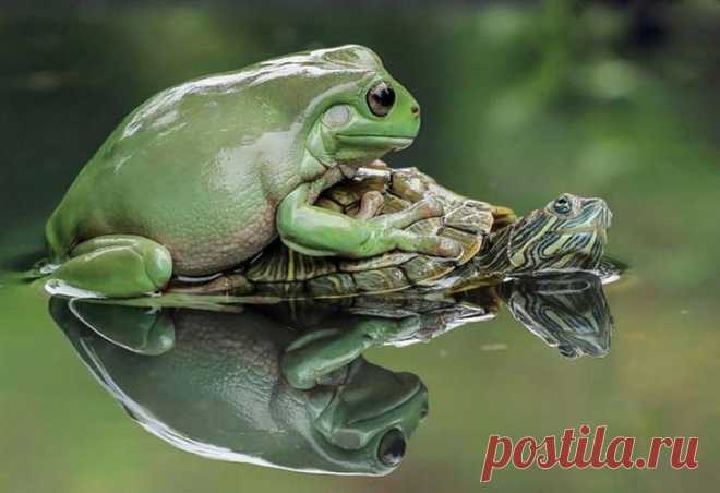 16 позитивных фотографий лягушек