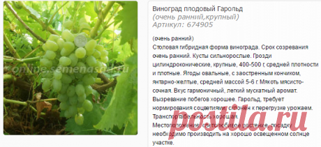 Виноград плодовый Гарольд - Виноград плодовый - Плодовые - Саженцы - Каталог - SemenaSad.ru
