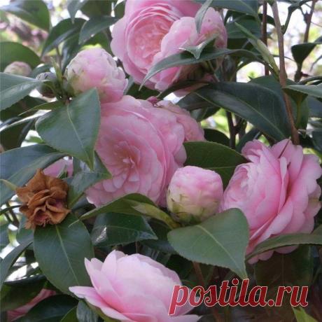 Камелия розовая