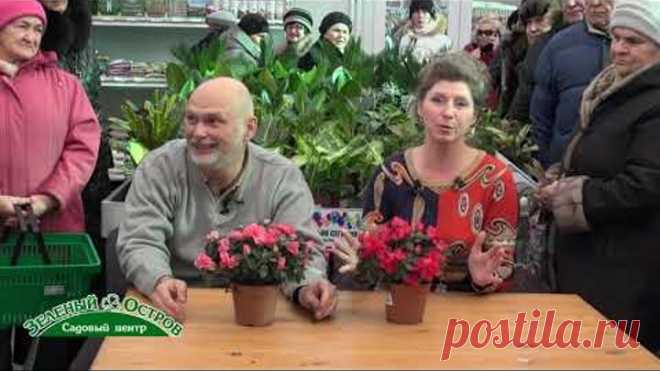 Мастер класс Светланы Александровой по выращиванию роз, как сохранить саженцы роз от покупки до пос