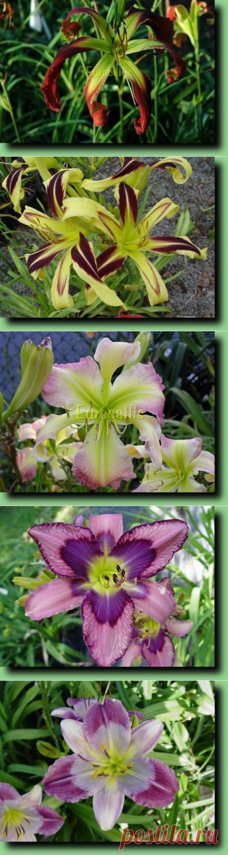 ЛИЛЕЙНИКИ - СПАЙДЕРЫ | Самоцветик