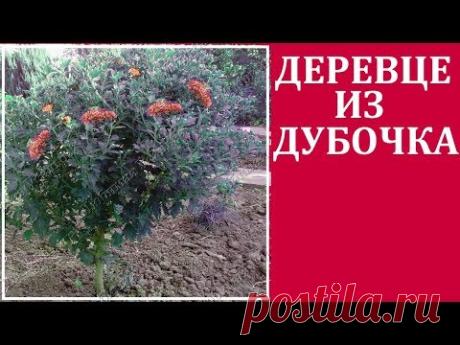 Хризантемы корейские - дубочки. Как сформировать деревце из дубочков