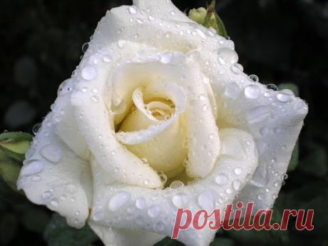 Плейкаст «ТЕБЕ МОЯ РОДНАЯ!!!»