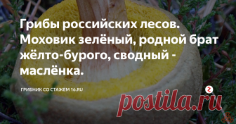 Грибы российских лесов. Моховик зелёный, родной брат жёлто-бурого, сводный - маслёнка. Моховик зеленый встречается по всей лесной зоне России, в хвойных и лиственных лесах с июня по октябрь. Любимое местообитание зеленого моховика - окраина леса, где много трав, валежника, мшистых пней и кочек. Растет он, однако, и в светлых лиственных, в молодых и старых хвойных лесах, в парках, но в основном - на освещенных местах.