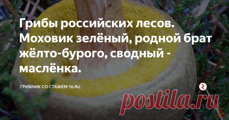 Грибы российских лесов. Моховик зелёный, родной брат жёлто-бурого, сводный - маслёнка. Моховик зеленый встречается по всей лесной зоне России, в хвойных и лиственных лесах с июня по октябрь. Любимое местообитание зеленого моховика - окраина леса, где много трав, валежника, мшистых пней и кочек. Растет он, однако, и в светлых лиственных, в молодых и старых хвойных лесах, в парках, но в основном - на освещенных местах.