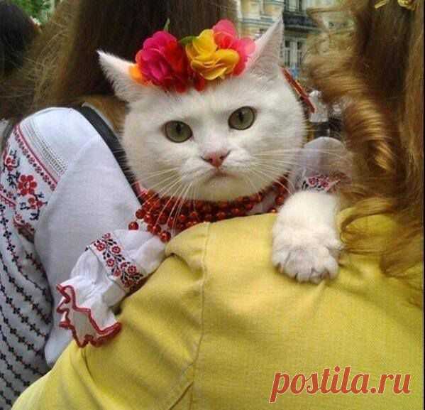 Вышиванка для кота – новый украинский тренд | Женский журнал на Обозревателе