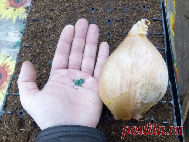 КИЛОГРАММОВЫЙ ЛУК ИЗ СЕМЯН ЗА ОДИН СЕЗОН

Это Эксибишен. Выращивается через рассаду за один сезон.

Мы уже посеяли, но еще не поздно. Буквально в течение 2-3 дней можно еще посеять. Сеют на гл. 0,5см, расстояние 1,5 -2см. Мы сеем в чашечки из-под лапши Доширак, и он растет в них до пересадки рассады в грунт. Высаживаем где-то числа 15 мая. Пересадку переносит отлично. Когда перо у рассады сильно отрастает, подстригаем его ножничками, чтобы оставалось см 7. Тогда рассада ст...