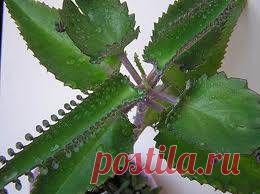 Растение коланхоэ и способы лечения!