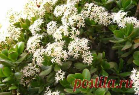 Как добиться цветения денежного дерева, чтобы оно притягивало финансы — Journal women