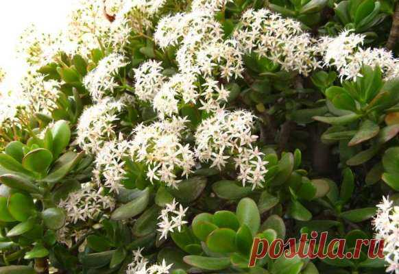 Как добиться цветения денежного дерева, чтобы оно притягивало финансы — Journal women