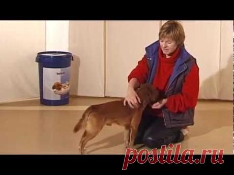 Дрессировка собак дома с нуля - как приручить робкого пса