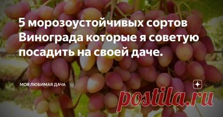 5 морозоустойчивых сортов Винограда которые я советую посадить на своей даче. 
Здравствуйте уважаемые подписчики и гости нашего канала, вот и лето прошло, но еще очень много дел на наших дачах нужно успеть сделать.Например наступила пора высаживать саженцы, цветы, виноград.Вот о винограде и поговорим, сейчас выведено большое количество сортов, и каждый может подобрать для себя понравившийся сорт.
На моей даче растет 10 разных сортов, но