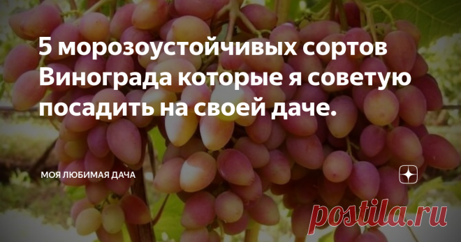 5 морозоустойчивых сортов Винограда которые я советую посадить на своей даче. 
Здравствуйте уважаемые подписчики и гости нашего канала, вот и лето прошло, но еще очень много дел на наших дачах нужно успеть сделать.Например наступила пора высаживать саженцы, цветы, виноград.Вот о винограде и поговорим, сейчас выведено большое количество сортов, и каждый может подобрать для себя понравившийся сорт.
На моей даче растет 10 разных сортов, но