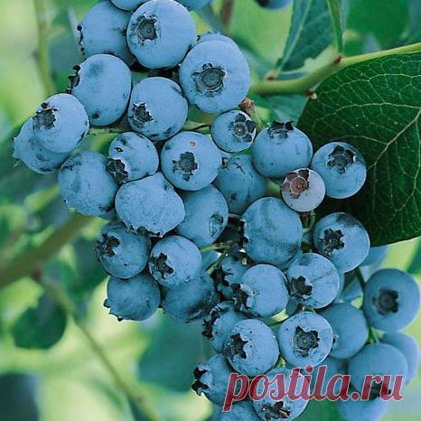 Голубика садовая Элизабет - купить саженцы из питомника, цена в Нижнем Новгороде