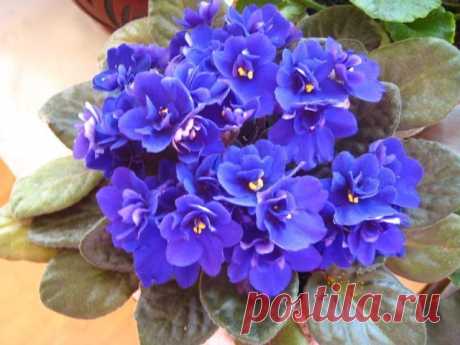 О БОЛЕЗНЯХ И ВРЕДИТЕЛЯХ ФИАЛОК

К сожалению наши фиалки нас не только радуют, но и огорчают. Они как маленькие дети - при неправильном уходе болеют. Все неприятности значительно легче предотвратить, чем бороться с ними. 

. Профилактикой являются следующие мероприятия: 

Использование стерильных грунтов, горшков, инструментов. Тепловая обработка даёт отличные результаты. 
Использование здорового посадочного материала. Откажитесь от приобретения растений "по случаю": недоро...