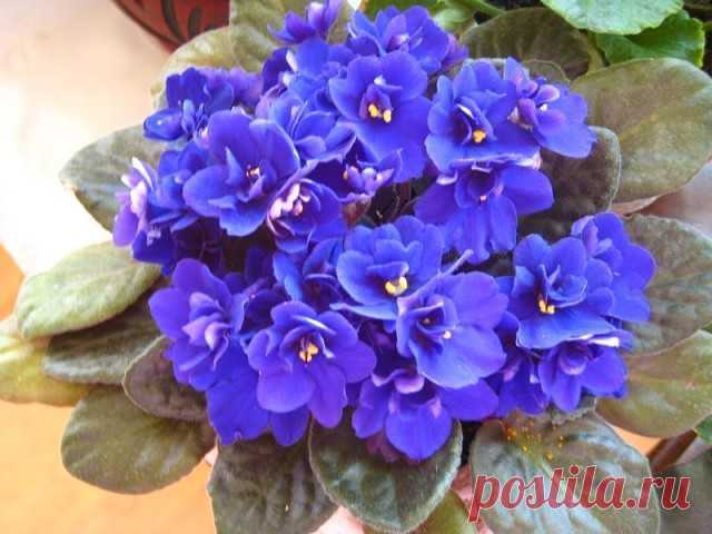 О БОЛЕЗНЯХ И ВРЕДИТЕЛЯХ ФИАЛОК

К сожалению наши фиалки нас не только радуют, но и огорчают. Они как маленькие дети - при неправильном уходе болеют. Все неприятности значительно легче предотвратить, чем бороться с ними. 

. Профилактикой являются следующие мероприятия: 

Использование стерильных грунтов, горшков, инструментов. Тепловая обработка даёт отличные результаты. 
Использование здорового посадочного материала. Откажитесь от приобретения растений 