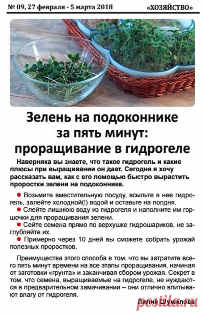Зелень на подоконнике за пять минут: проращивание в гидрогеле