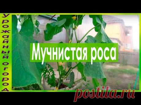 ОТЛИЧНЫЕ СРЕДСТВА ОТ МУЧНИСТОЙ РОСЫ!