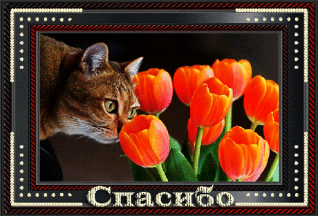 плейкасты кошки: 19 тыс изображений найдено в Яндекс.Картинках