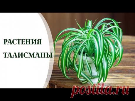 Растения талисманы для всех знаков зодиака. Растения приносящие удачу