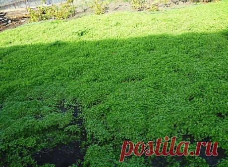 О пользе весеннего посева сидератов — 6 соток