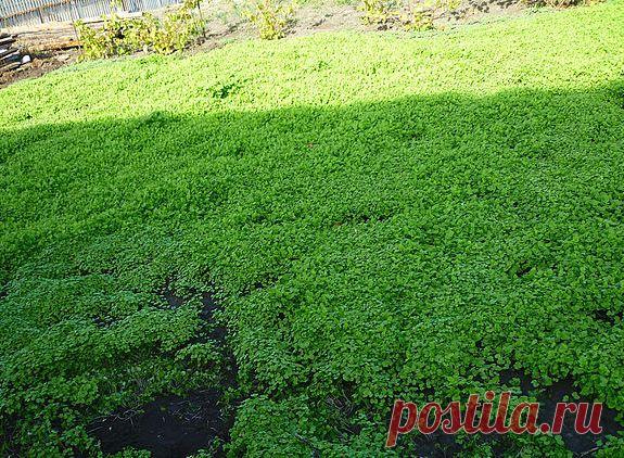 О пользе весеннего посева сидератов — 6 соток